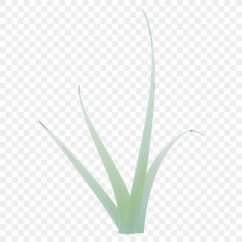 Plant Flower Leaf Grass Agave, PNG, 1200x1200px, Plant, Agave, Aloe, Flower, Grass Download Free