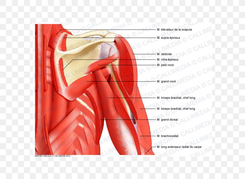 Posterior Triangle Of The Neck Muscle Anterior Triangle Of The Neck Shoulder Head And Neck Anatomy, PNG, 600x600px, Watercolor, Cartoon, Flower, Frame, Heart Download Free