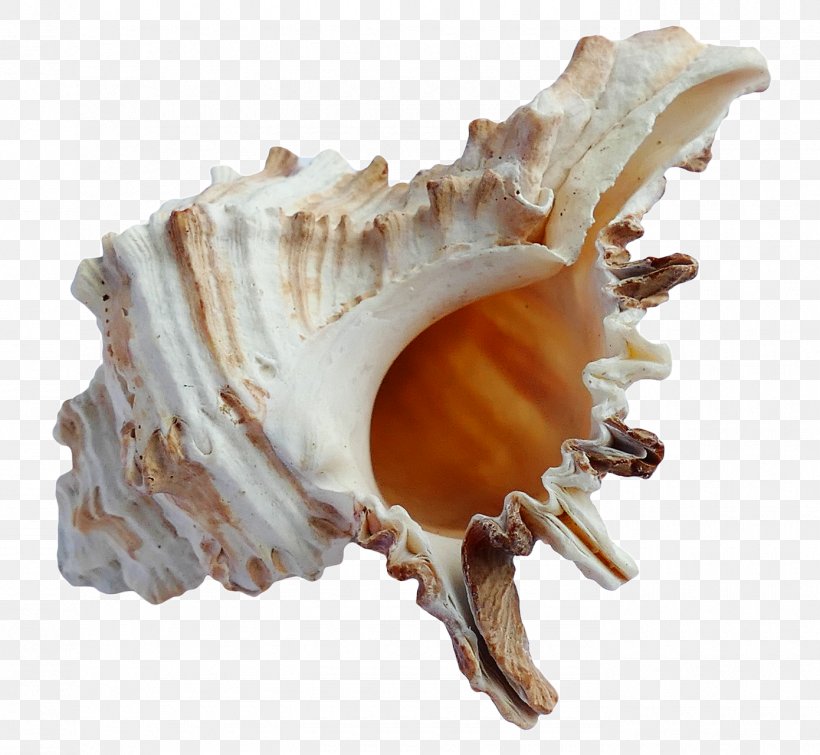 Seashell, PNG, 1390x1280px, Nasugbu, Caracola, Clam, Clams Oysters Mussels And Scallops, Cockle Download Free