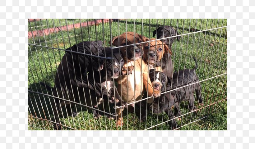 Dog Breed Animal Shelter, PNG, 640x480px, Dog Breed, Animal Shelter, Breed, Carnivoran, Dog Download Free