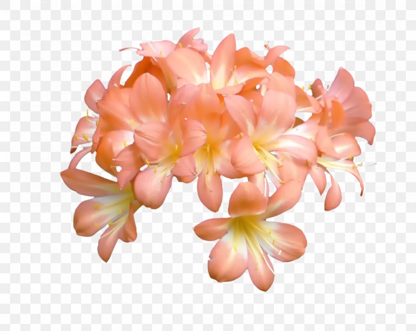 Peach Flower Blossom Orange Petal, PNG, 1024x817px, Peach, Blossom, Color, Cut Flowers, Flower Download Free