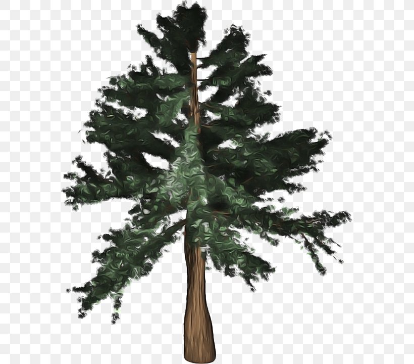 Tree Shortleaf Black Spruce Balsam Fir Columbian Spruce Sugar Pine, PNG, 577x720px, Tree, Balsam Fir, Columbian Spruce, Lodgepole Pine, Oregon Pine Download Free