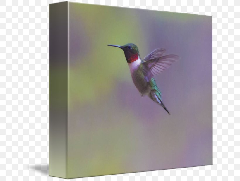 Hummingbird Beak Wing Fauna, PNG, 650x618px, Bird, Beak, Fauna, Hummingbird, Organism Download Free