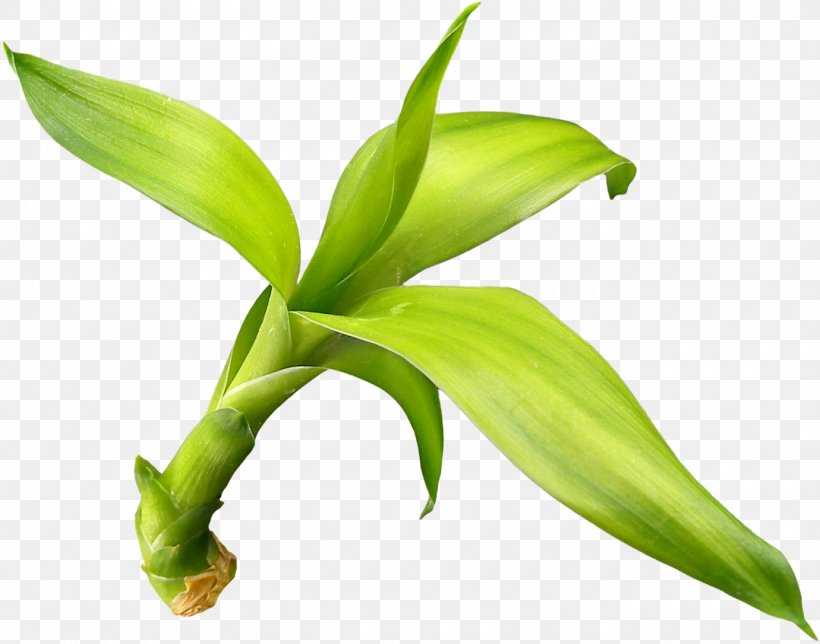 Leaf Jersey Lily Plant Stem Flora Terrestrial Plant, PNG, 1380x1085px, Leaf, Advertising, Amaryllis Belladonna, Animaatio, Ansichtkaart Download Free