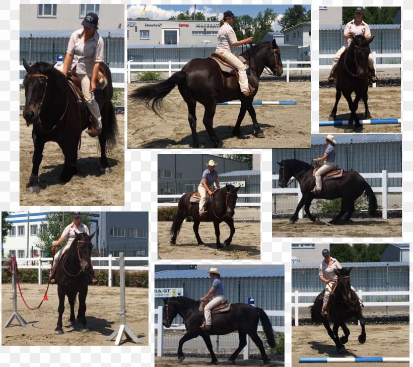 Stallion Hunt Seat Mustang Mare Rein, PNG, 1652x1468px, Stallion, Animal Sports, Bridle, Equestrian Sport, Equestrianism Download Free