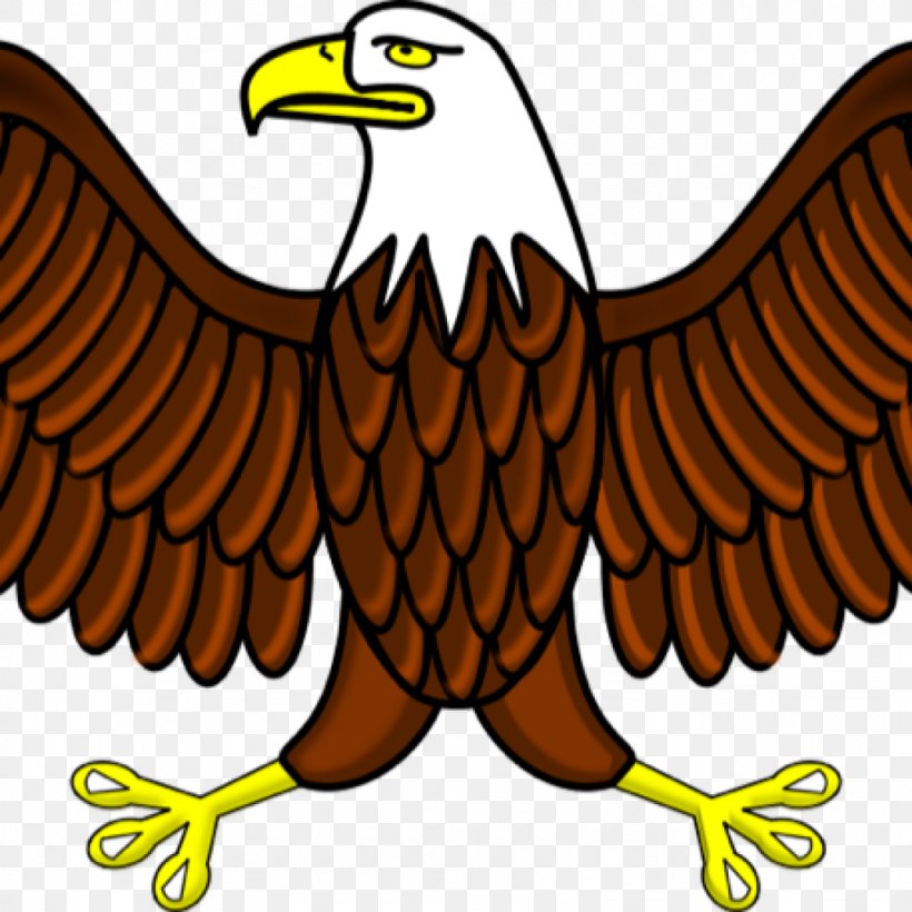Bald Eagle Clip Art Vector Graphics, PNG, 1024x1024px, Bald Eagle, Beak, Bird, Bird Of Prey, Cartoon Download Free