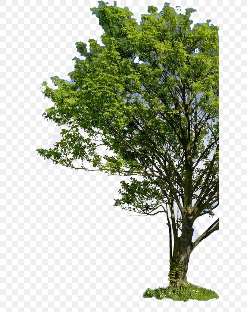 Enviro5 Inc. Stroitel'naya Kompaniya Dompro Arboriculture Enzesfeld-Lindabrunn Granby, Quebec, PNG, 636x1035px, Arboriculture, Being, Branch, Evergreen, Granby Download Free
