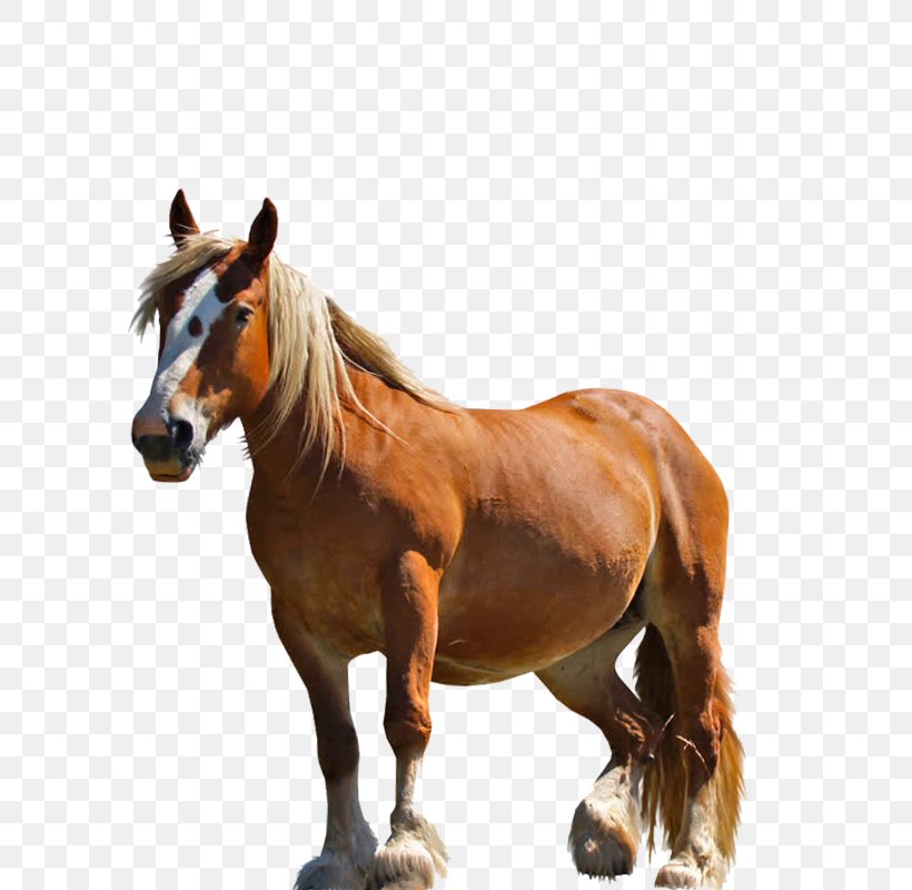 Horse, PNG, 800x800px, Arabian Horse, American Miniature Horse, Bridle, Equestrian, Horse Download Free