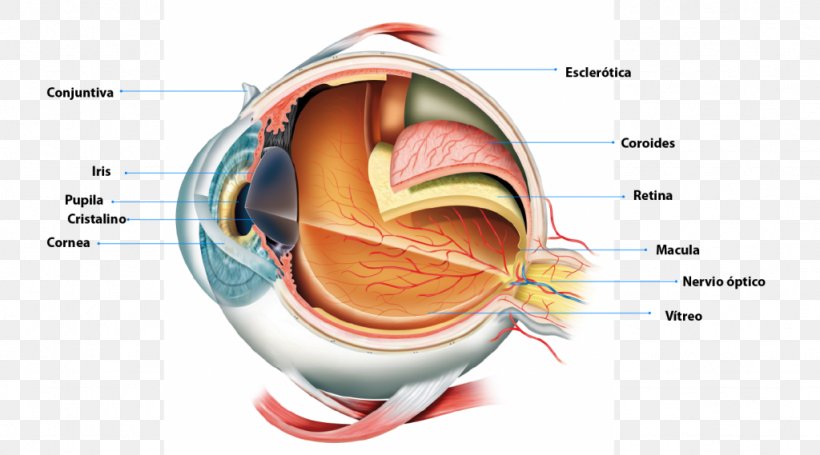 Human Eye Anatomy Retina Pupil, PNG, 1024x569px, Watercolor, Cartoon, Flower, Frame, Heart Download Free