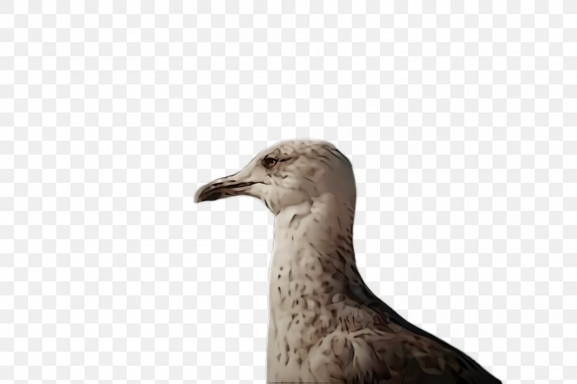 Bird Beak Seabird Pigeons And Doves Gull, PNG, 2000x1332px, Bird, Beak, Gull, Neck, Pigeons And Doves Download Free