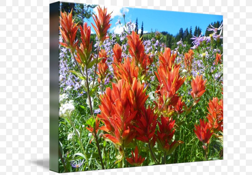 Gallery Wrap Canvas Canna Art Photography, PNG, 650x570px, Gallery Wrap, Annual Plant, Art, Canna, Canna Lily Download Free
