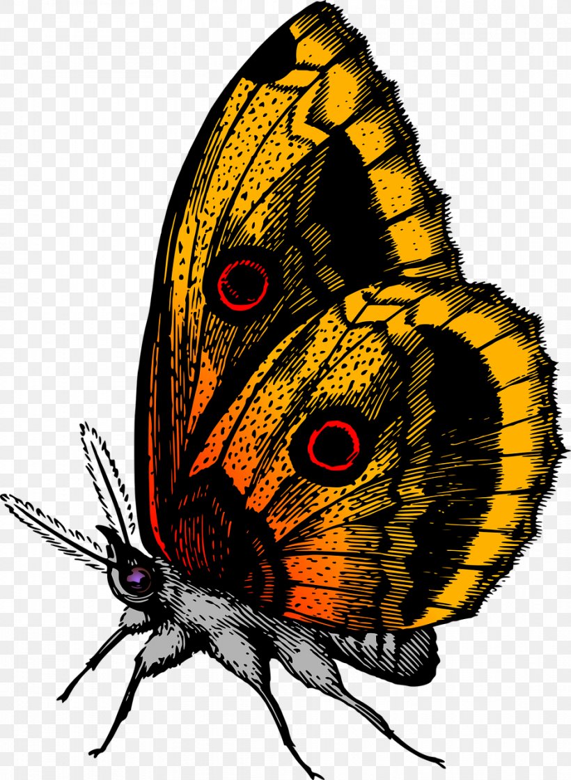 Glasswing Butterfly Color Insect Clip Art, PNG, 937x1280px, Butterfly, Animal, Arthropod, Brush Footed Butterfly, Butterflies And Moths Download Free