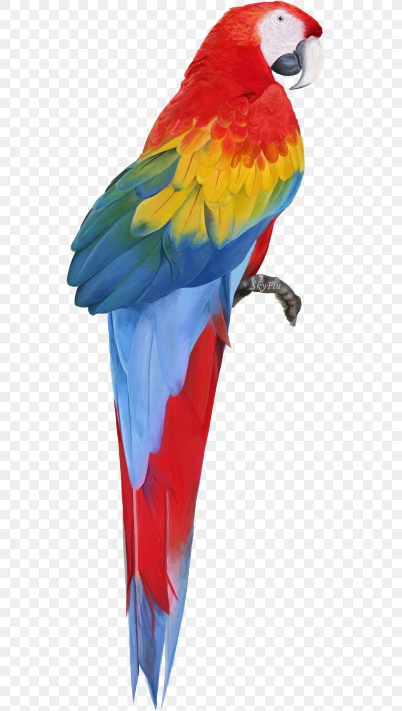 Parrot Macaw Clip Art, PNG, 550x1451px, Hyacinth Macaw, Amazon Parrot, Anodorhynchus, Beak, Bird Download Free
