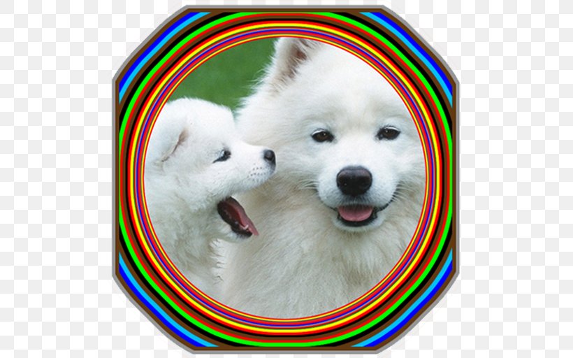 Puppy Samoyed Dog Labrador Retriever Poodle Dog Breed, PNG, 512x512px, Puppy, American Eskimo Dog, Breed, Canadian Eskimo Dog, Carnivoran Download Free