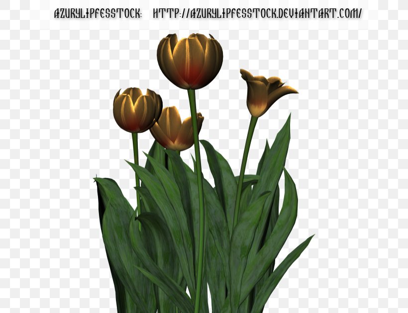 Tulip Plant Stem Cut Flowers, PNG, 700x630px, Tulip, Cut Flowers, Flower, Flowering Plant, Lily Family Download Free