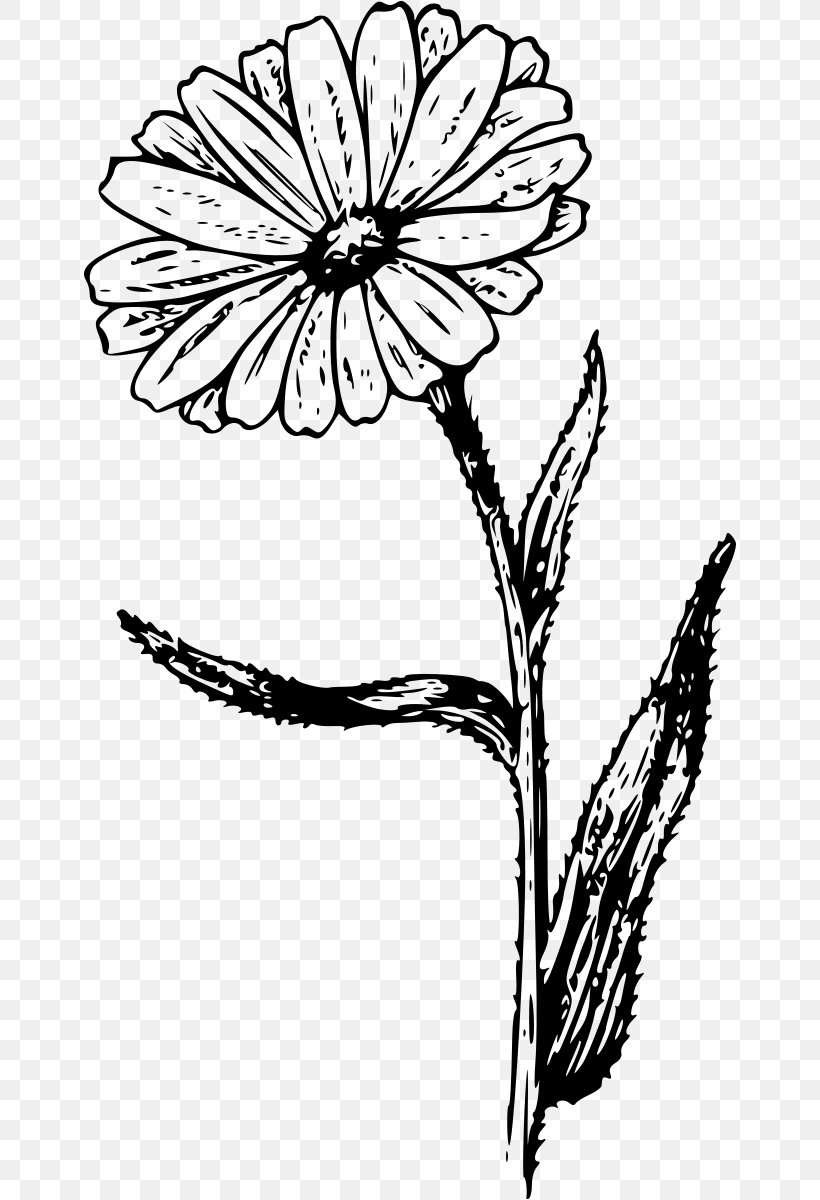 Calendula Officinalis Marigold Clip Art, PNG, 652x1200px, Calendula Officinalis, Artwork, Black And White, Branch, Butterfly Download Free