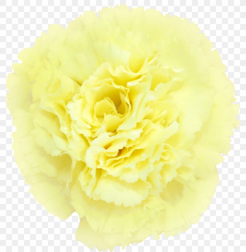 Carnation Cut Flowers Yellow Petal, PNG, 2022x2073px, Carnation, Color, Crimson, Cut Flowers, Flower Download Free