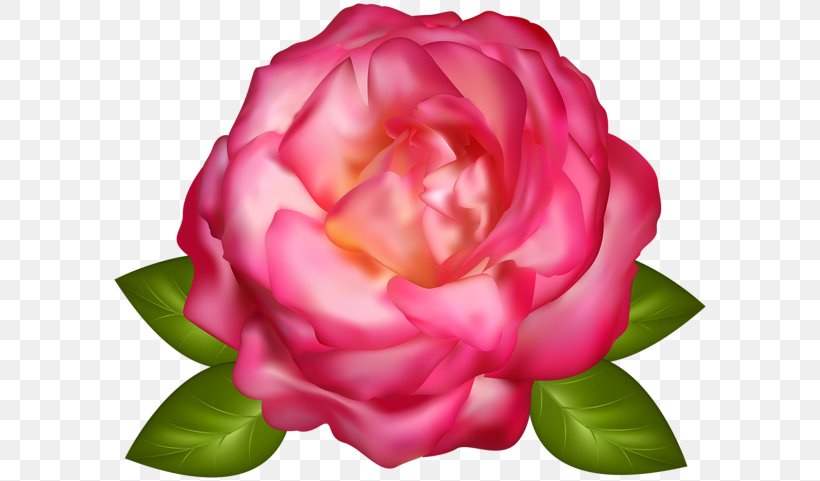 Garden Roses Clip Art, PNG, 600x481px, 2d Computer Graphics, Garden Roses, Camellia, China Rose, Computer Graphics Download Free
