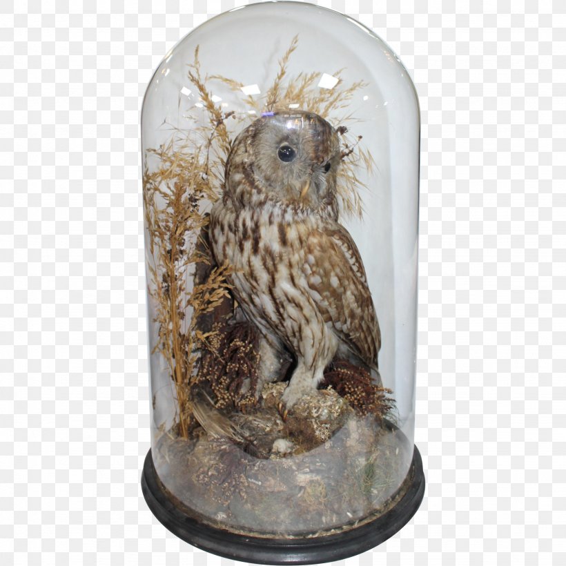 Owl, PNG, 2048x2048px, Owl, Bird, Bird Of Prey Download Free