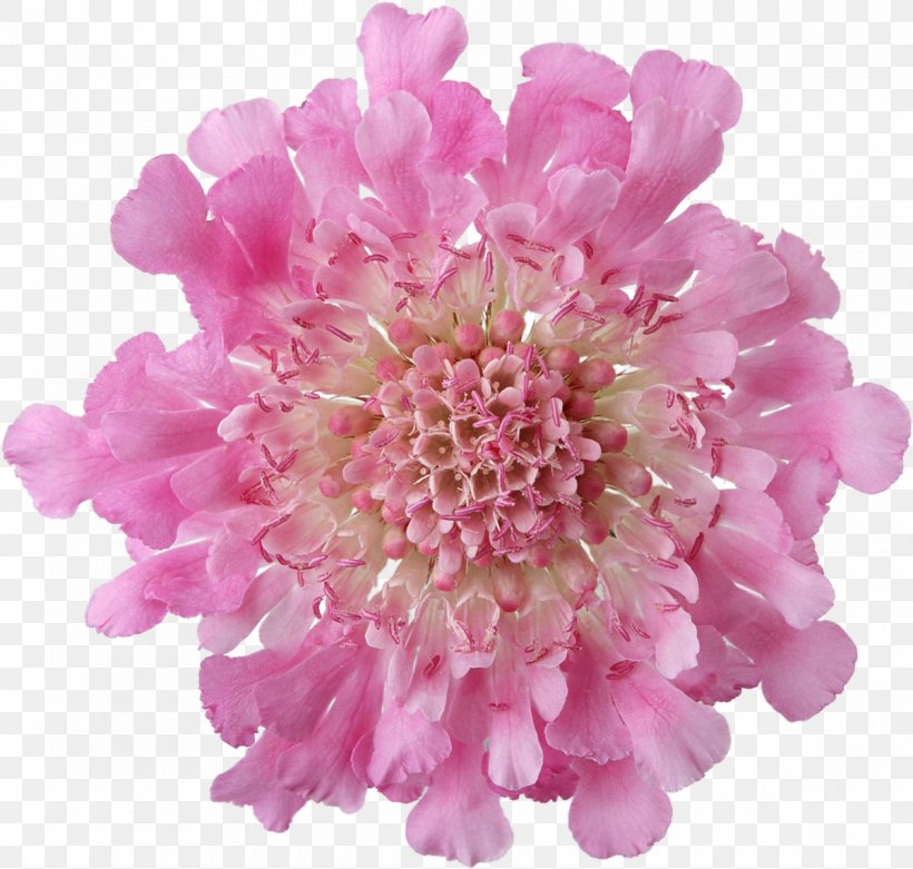 Pink Flowers Desktop Wallpaper, PNG, 1200x1144px, Flower, Chrysanths, Color, Cut Flowers, Dahlia Download Free