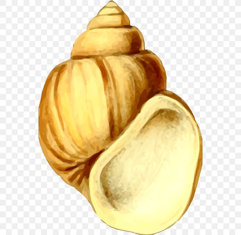Seashell Clip Art, PNG, 558x800px, Seashell, Commodity, Food, Gastropod Shell, Public Domain Download Free
