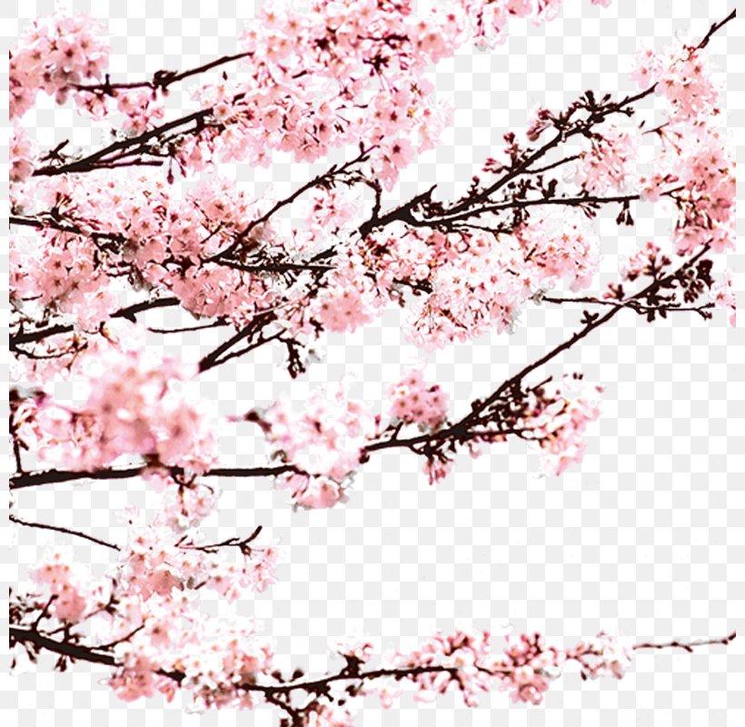 Blossom Computer File, PNG, 800x800px, Blossom, Branch, Cherry Blossom, Flower, Flowering Plant Download Free