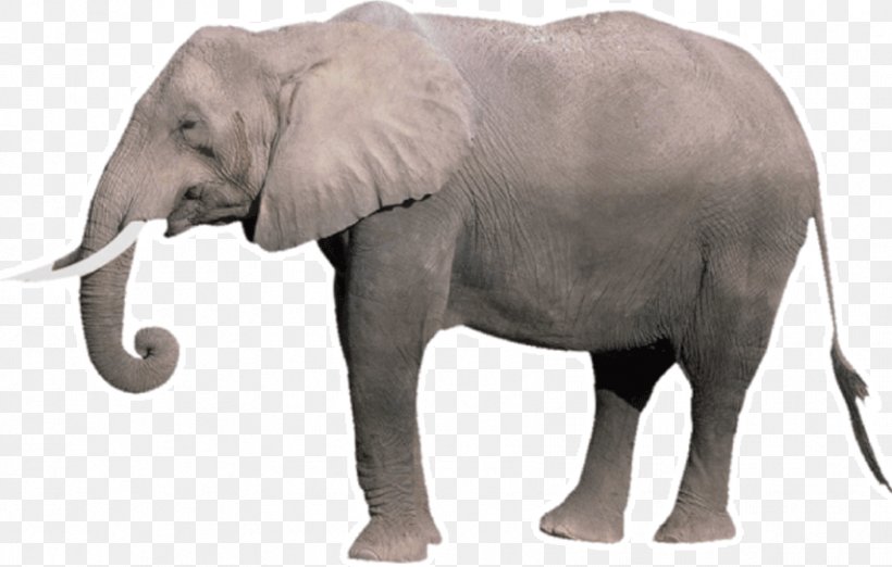 Indian Elephant African Bush Elephant Tusk Elephantidae Wildlife, PNG, 855x545px, Indian Elephant, African Bush Elephant, African Elephant, Asian Elephant, Elephant Download Free