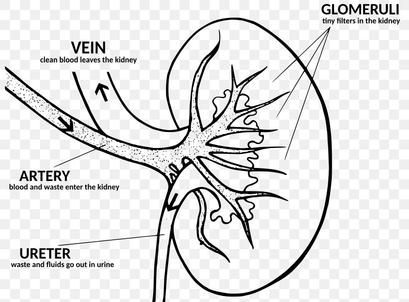 Kidney Disease Anatomy Function Human Body, PNG, 800x606px, Watercolor, Cartoon, Flower, Frame, Heart Download Free