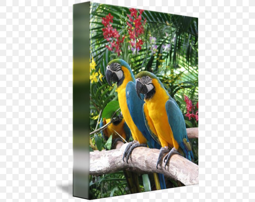 Macaw Parrot Bird Gallery Wrap Beak, PNG, 469x650px, Macaw, Art, Art Museum, Beak, Bird Download Free