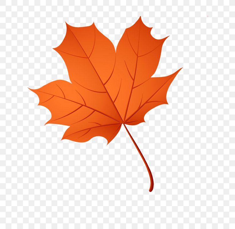 Maple Leaf Drawing Clip Art, PNG, 800x800px, Leaf, Autumn, Cdr, Digital Image, Drawing Download Free