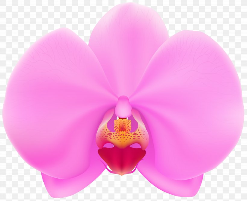 Moth Orchids Flower Desktop Wallpaper Clip Art, PNG, 8000x6494px, Orchids, Flower, Flowering Plant, Lilac, Magenta Download Free