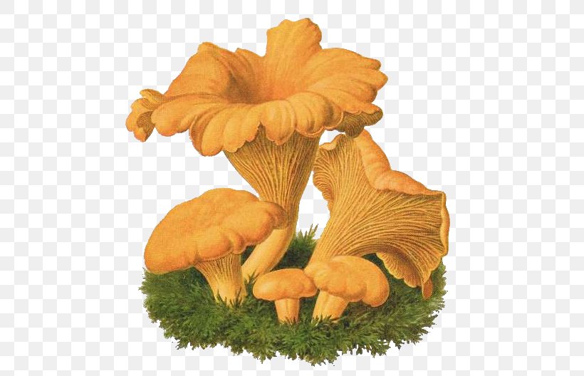 Oyster Mushroom Chanterelle Fungus Drawing Agaricus, PNG, 510x528px, Oyster Mushroom, Agaricus, Amanita Muscaria, Boletus, Boletus Edulis Download Free