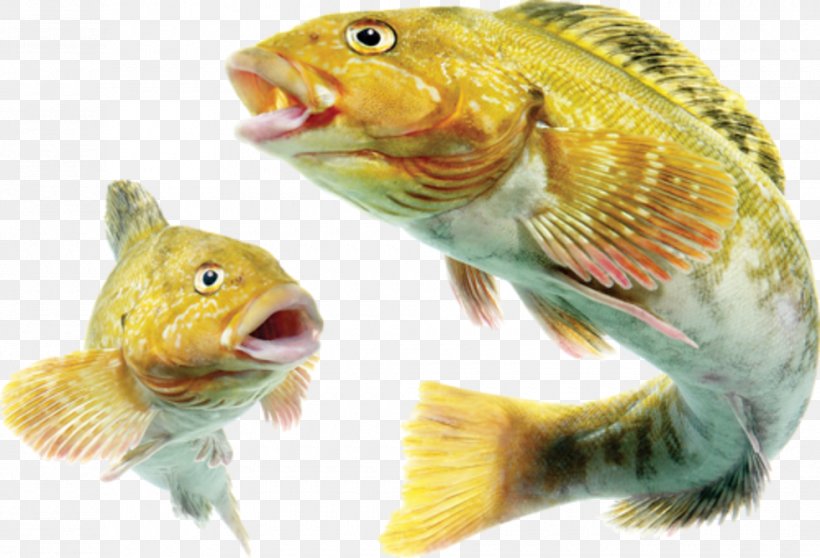 Angelfish Bony Fishes Seafood, PNG, 980x668px, Fish, Angelfish, Animal, Bony Fishes, Carp Download Free