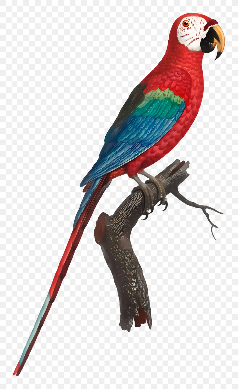 Bird Parrot - Macaw Parrot On Branch PNG