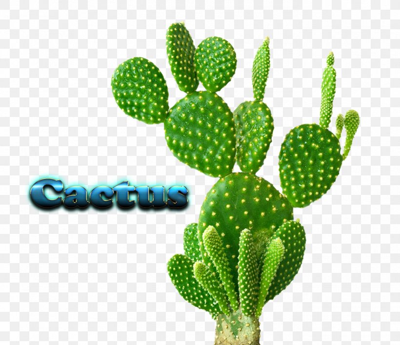 Cactaceae Houseplant Cactus Garden, PNG, 1374x1188px, Cactaceae, Barbary Fig, Biome, Cactus, Cactus Garden Download Free