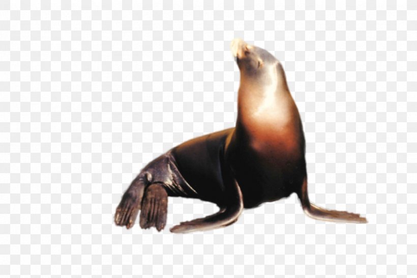California Sea Lion Stock Photography, PNG, 1024x682px, Sea Lion, Animal, California Sea Lion, Deviantart, Fauna Download Free