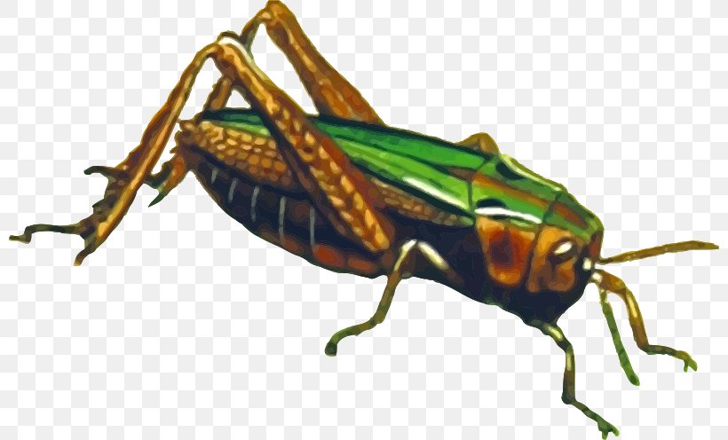 Insect Clip Art Grasshopper Image, PNG, 800x496px, Insect, Animal, Arthropod, Beetle, Cricket Download Free
