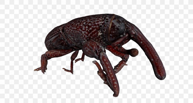 Insect Weevil Claw Decapoda Terrestrial Animal, PNG, 1860x1000px, Insect, Animal, Animal Figure, Claw, Decapoda Download Free