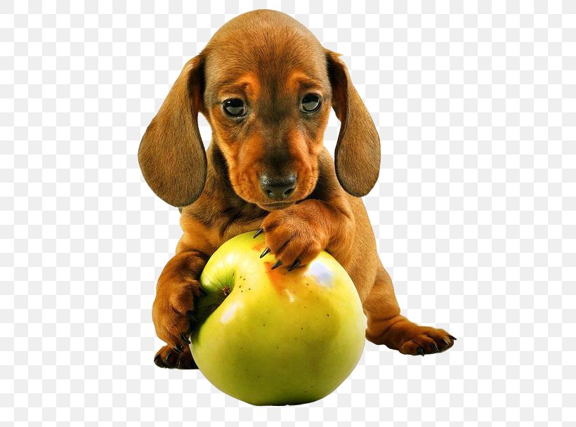 Dachshund Puppy Pet Sitting Chihuahua Cavapoo, PNG, 600x608px, Dachshund, Breed, Carnivoran, Cavapoo, Chihuahua Download Free