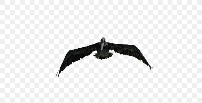 Eagle Vulture Beak, PNG, 600x422px, Eagle, Accipitriformes, Beak, Bird, Bird Of Prey Download Free