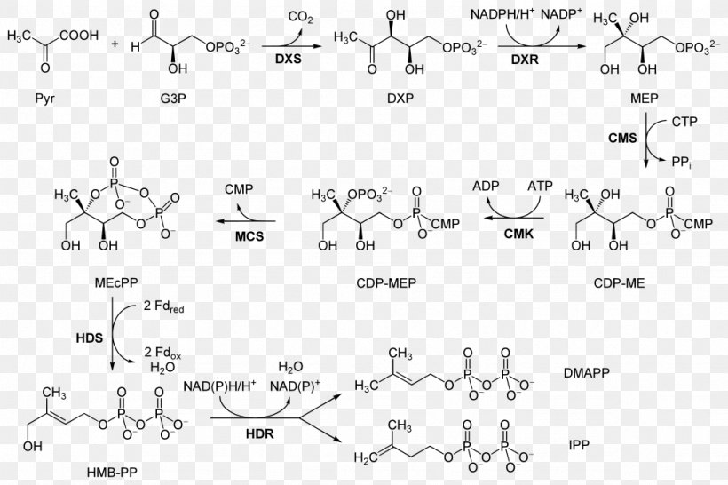 Non-mevalonate Pathway Biosynthesis Mevalonic Acid Abscisic Acid, PNG, 1024x682px, Watercolor, Cartoon, Flower, Frame, Heart Download Free