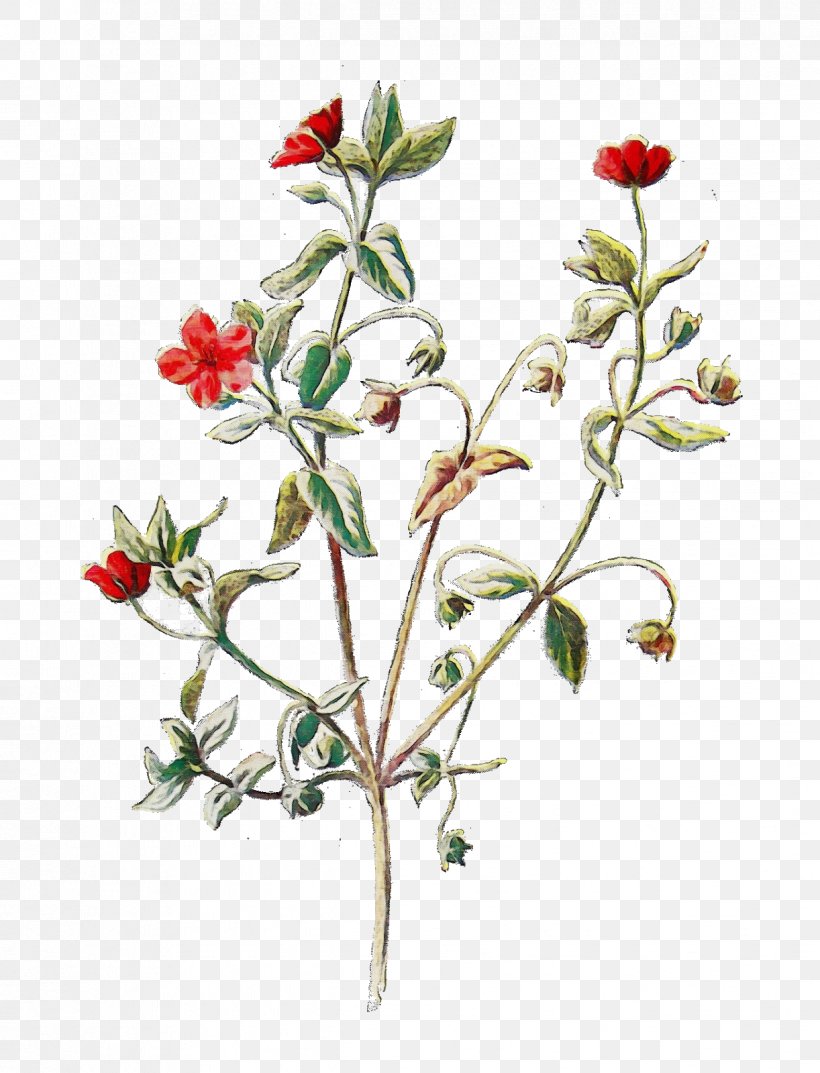 Scarlet Pimpernel Drawing Design Wildflower Curtis's Botanical Magazine, PNG, 1222x1600px, Watercolor, Carolina Rose, Cinquefoil, Curtiss Botanical Magazine, Drawing Download Free
