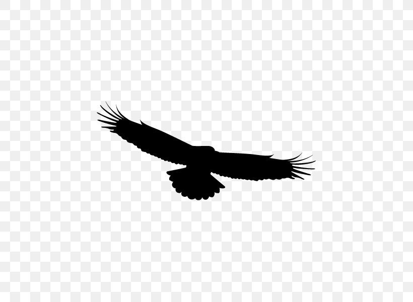 Bird Eagle Golden Eagle Bird Of Prey Wing, PNG, 600x600px, Bird, Bald Eagle, Beak, Bird Of Prey, Eagle Download Free