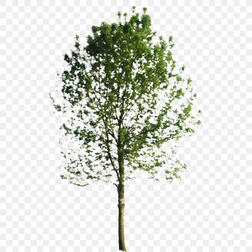 Family Tree Background, PNG, 1600x1600px, Twig, American Larch, Birch, Branch, Canoe Birch Download Free