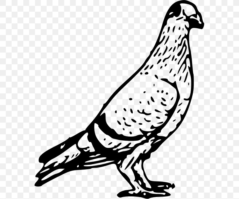 Homing Pigeon Columbidae Bird Clip Art, PNG, 583x682px, Homing Pigeon, Artwork, Beak, Bird, Black And White Download Free