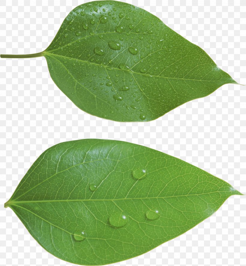 Leaf Green, PNG, 2682x2896px, Leaf, Autumn Leaf Color, Color, Green, Image Resolution Download Free