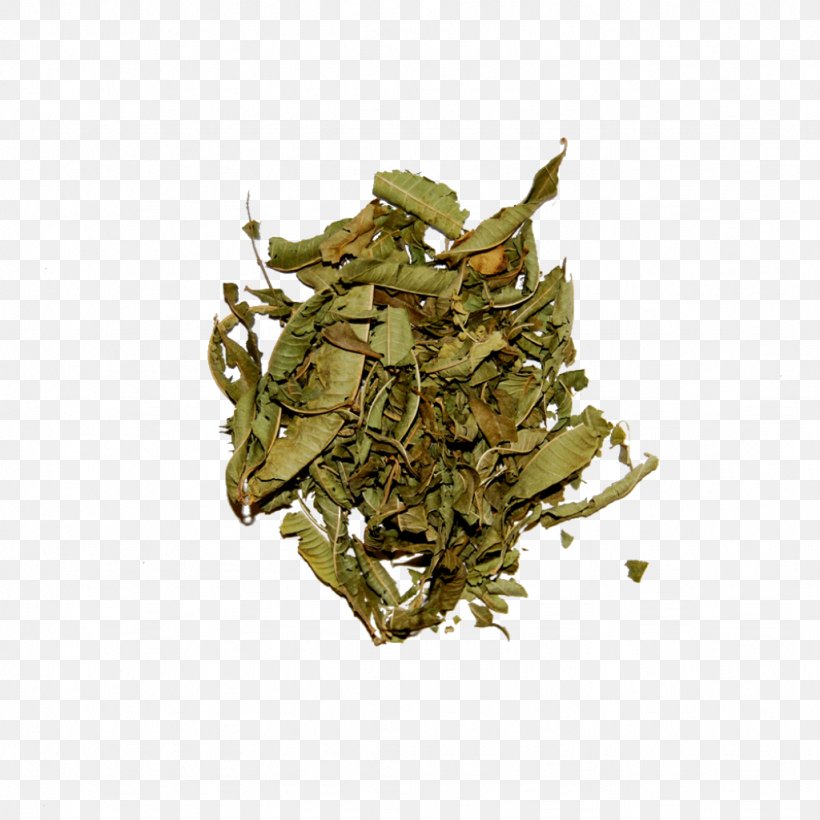 Nilgiri Tea Hōjicha Herb Tea Plant, PNG, 1024x1024px, Nilgiri Tea, Bai Mudan, Bancha, Biluochun, Darjeeling Tea Download Free