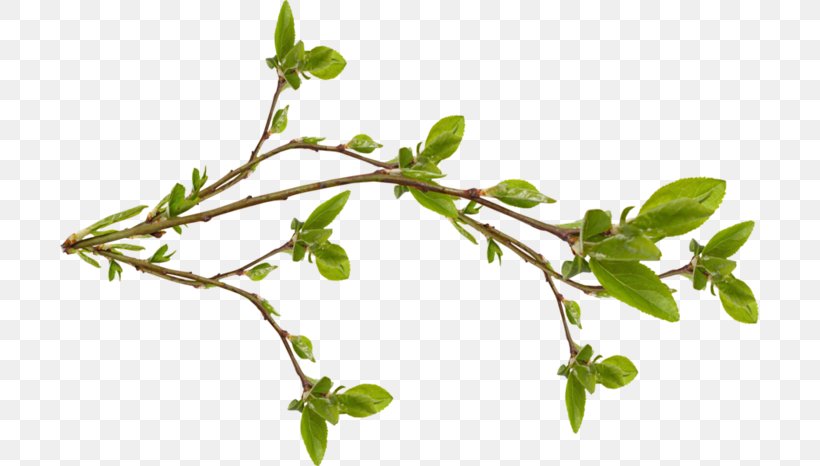 Twig Branch Tree Leaf Bud, PNG, 699x466px, Twig, Autumn, Branch, Bud, Cerasus Download Free