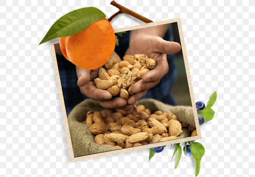 Walnut Vegetarian Cuisine Dried Fruit Food Peanut, PNG, 579x568px, Walnut, Dried Fruit, Food, Fruit, Ingredient Download Free