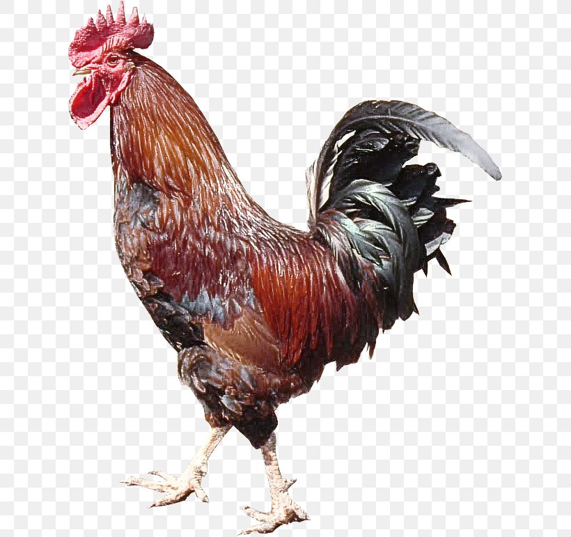 Bird Chicken Rooster Fowl Comb, PNG, 623x771px, Bird, Beak, Chicken, Comb, Fowl Download Free